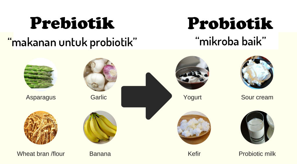 Prebiotik adalah makanan bagi Probiotik