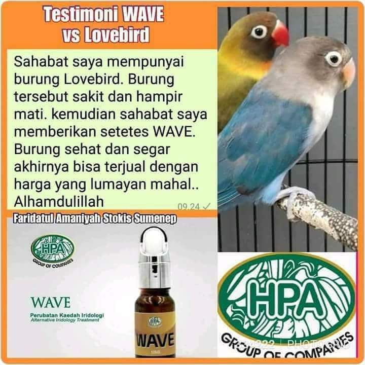 Testimoni WAVE untuk burung