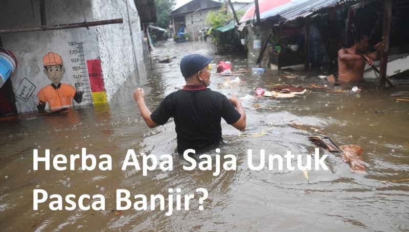 Herba Pasca Banjir