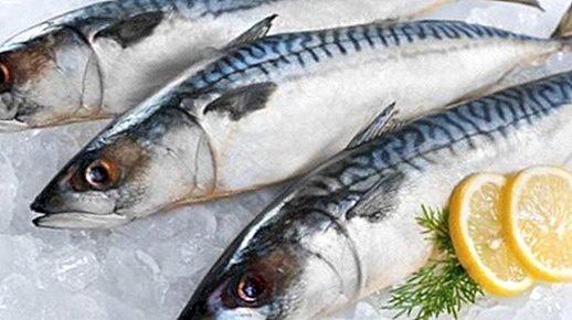 Ikan Tenggiti Biru, penghasil Omega 3 terbaik