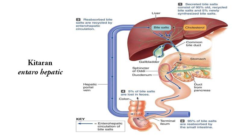 Kitaran entaro hepatic terjadi sebab usus tersumbat