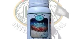 Gamat Emas - Pejuang HPA