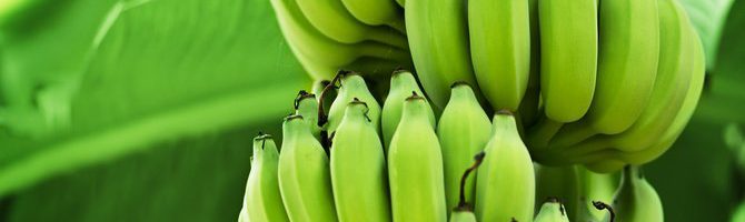 Kuliah tentang Pisang