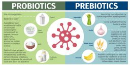 Prebiotics vs Probiotics