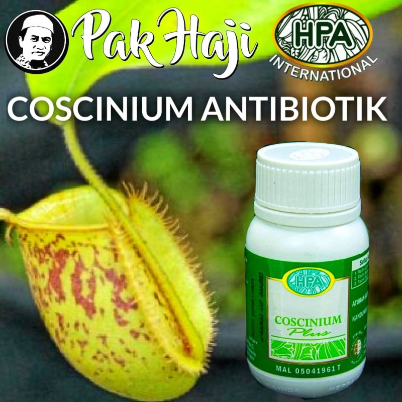 Coscinium sebagai Antibiotik